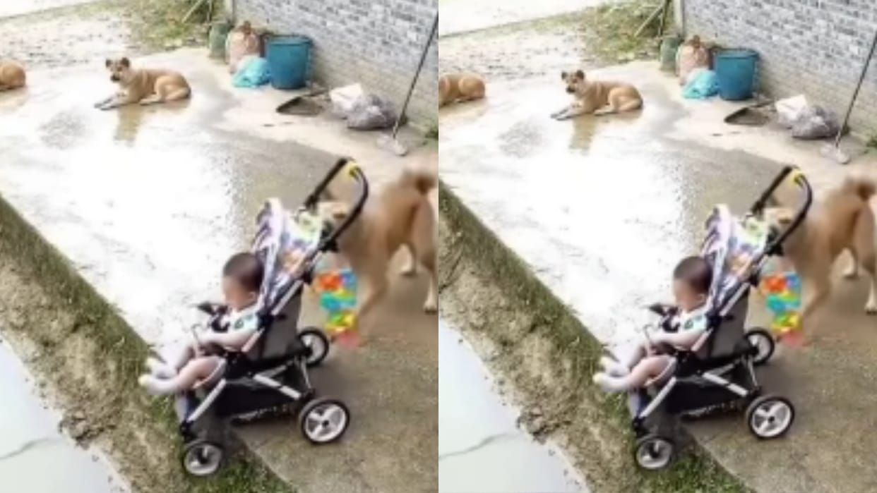 Mother was busy washing clothes baby was about to fall into water dog saved the newborn Video goes Viral