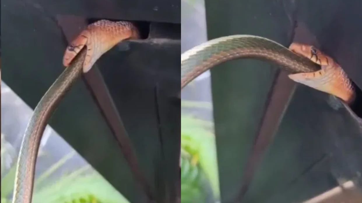 A poisonous snake swallowed another snake, not an animal What happened next Video goes Viral