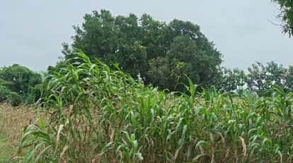 Bihar Weather: Rainfall in several districts of Bihar, red alert issued, thunderstorms, waterlogging