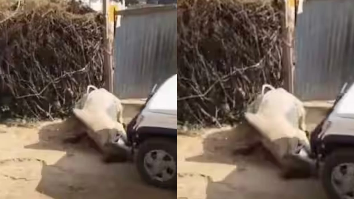 Brutally hit a bull on the road then ran over it with his car killing it the video goes Viral on Internet