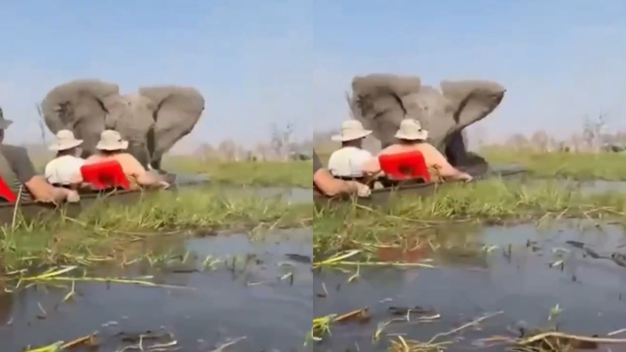 Elephant Attacks On Tourists Overturns Boat And Throws Them Into Water Scary Video Goes Viral
