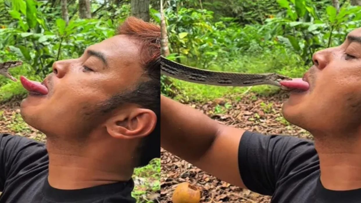 A man was trying to kiss a snake when the black snake grabbed his tongue and his condition became critical