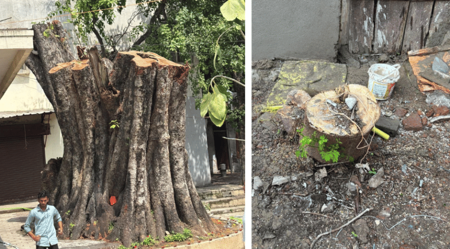 Indore news save tree cutting plantation green cover environmental protest