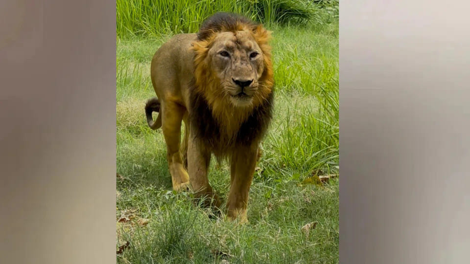 Bharat, a lion brought from Etawah Lion Safari to Gorakhpur Zoo, died after being ill for several days.