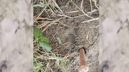 हमले के बाद खेतों में घुस गया भेड़िया।