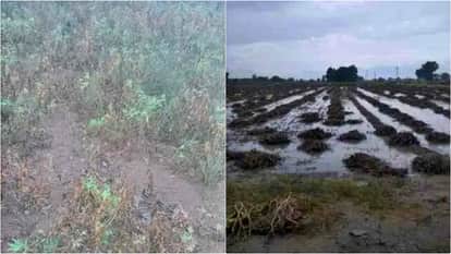 Bikaner Weather Overnight storm morning downpour caused temperature drop harvested crops drenched heavy losses