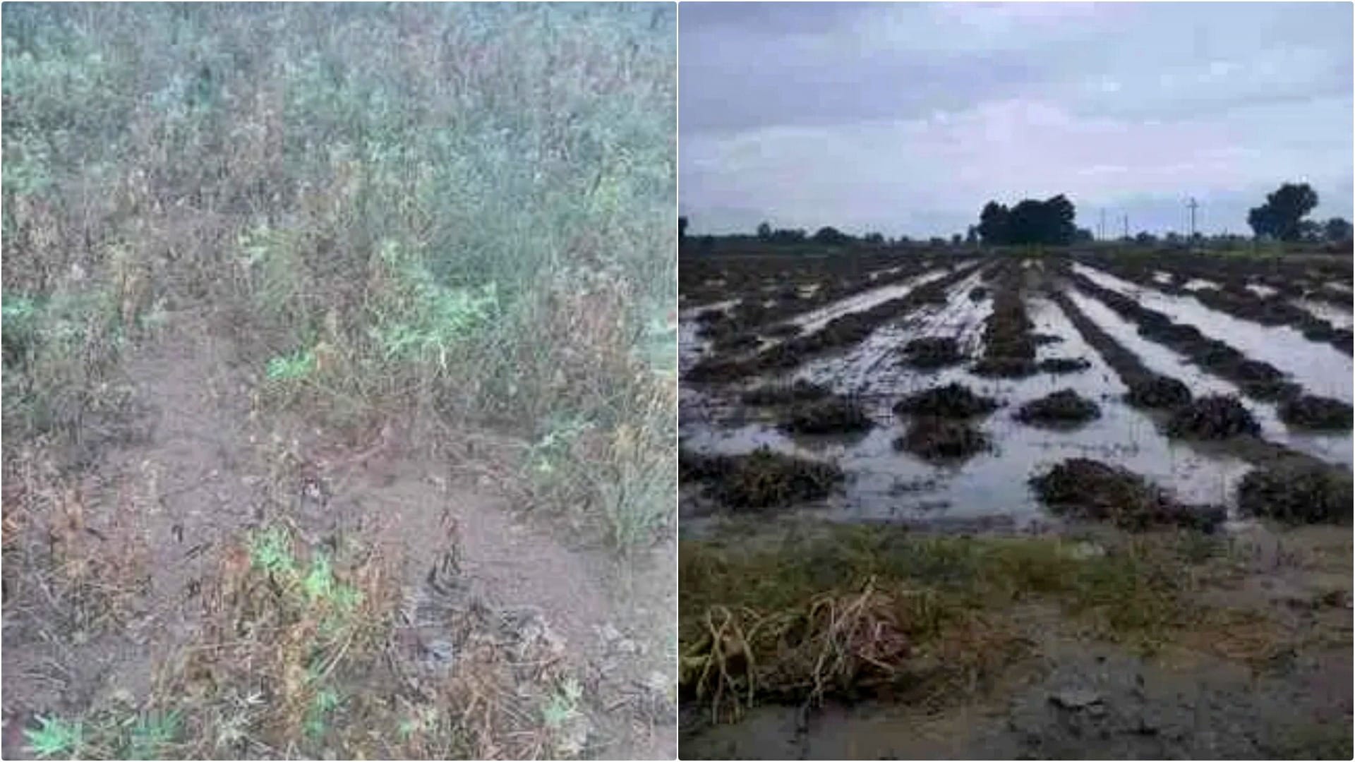 तेज बारिश से किसानों की बढ़ी मुश्किल