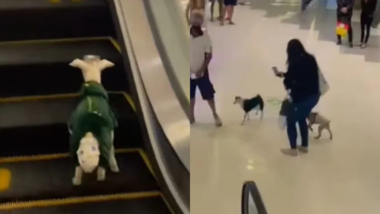 A man took a goat wearing a diaper to the mall took it for a ride on an escalator Video goes Viral