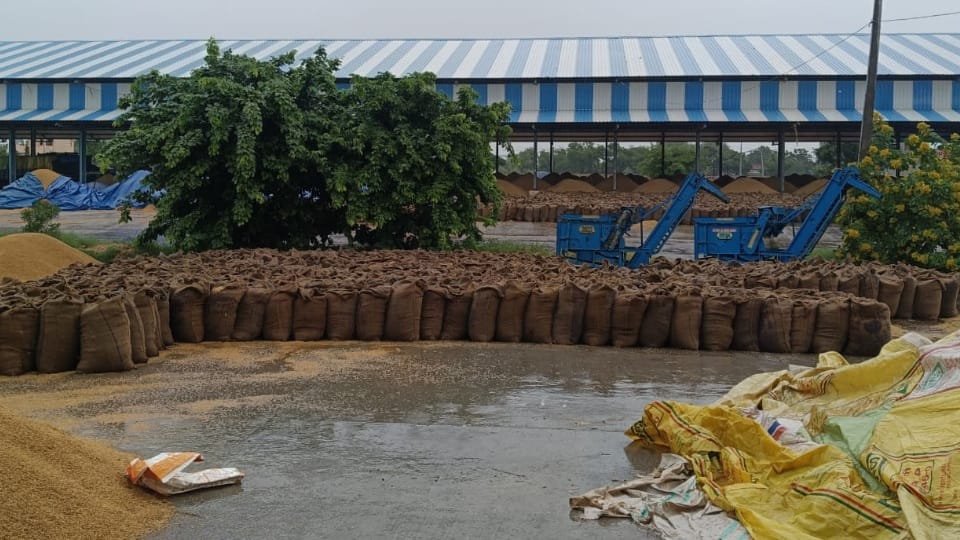 Rain in Hisar Narnaul and Fatehabad paddy got wet in grain market
