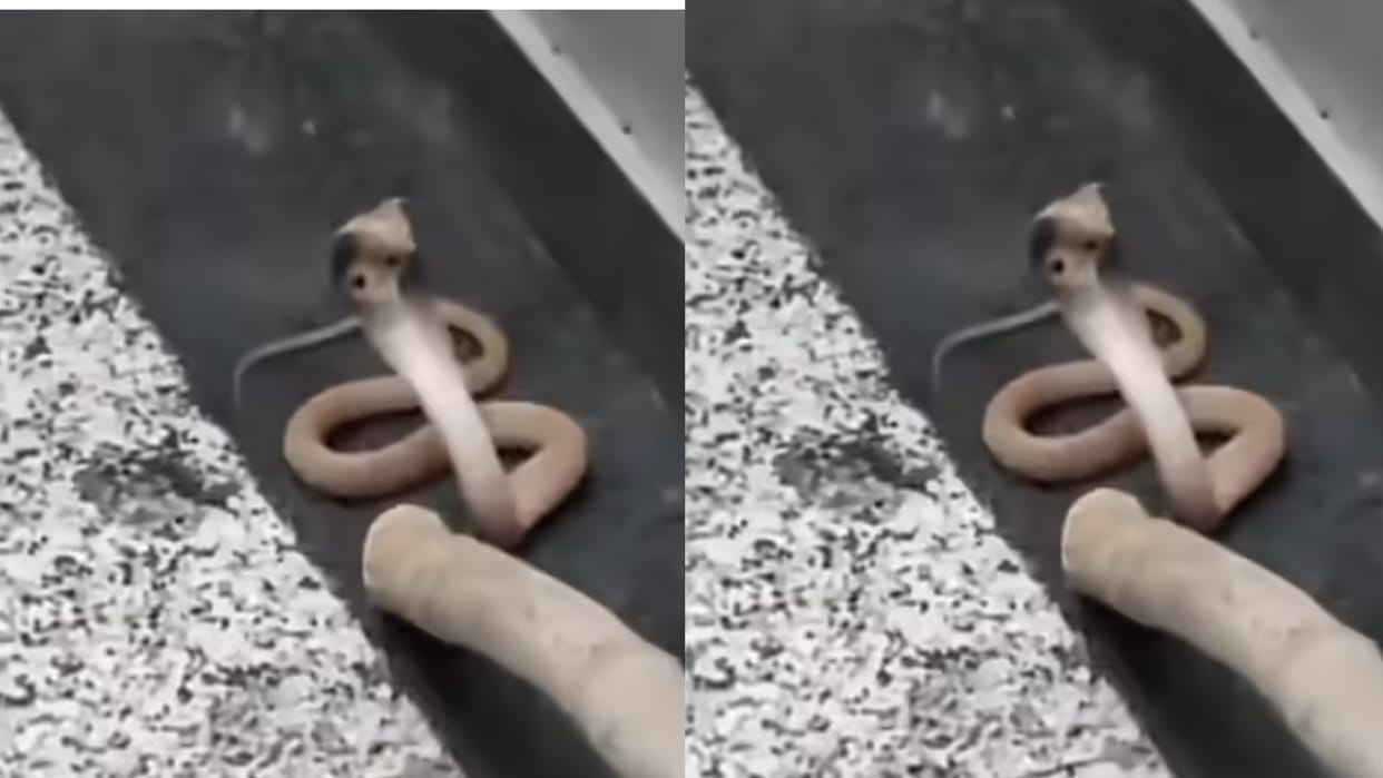 Cobra Found In Noida Society Lift Shocking Video Goes Viral On Social Media