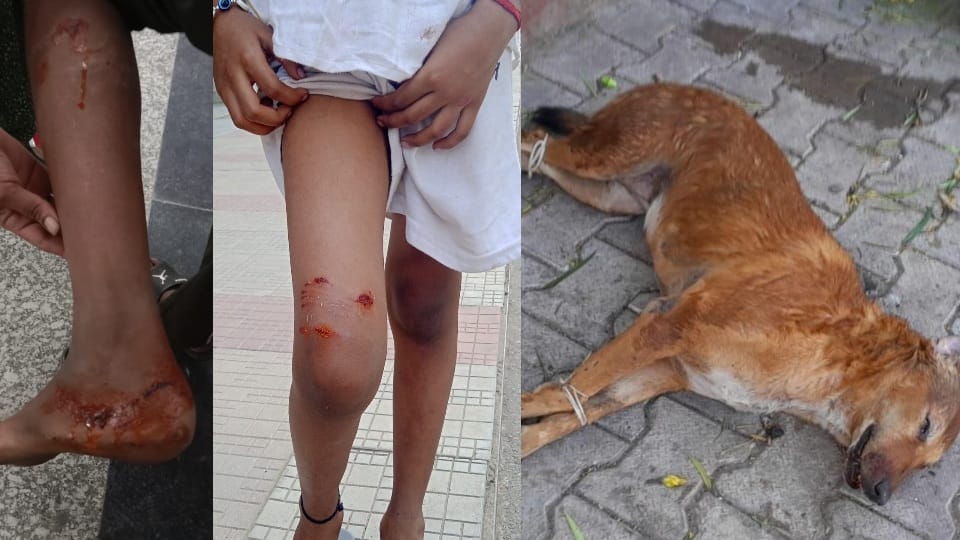Dog bites 10 people beats them to death in Panchkula