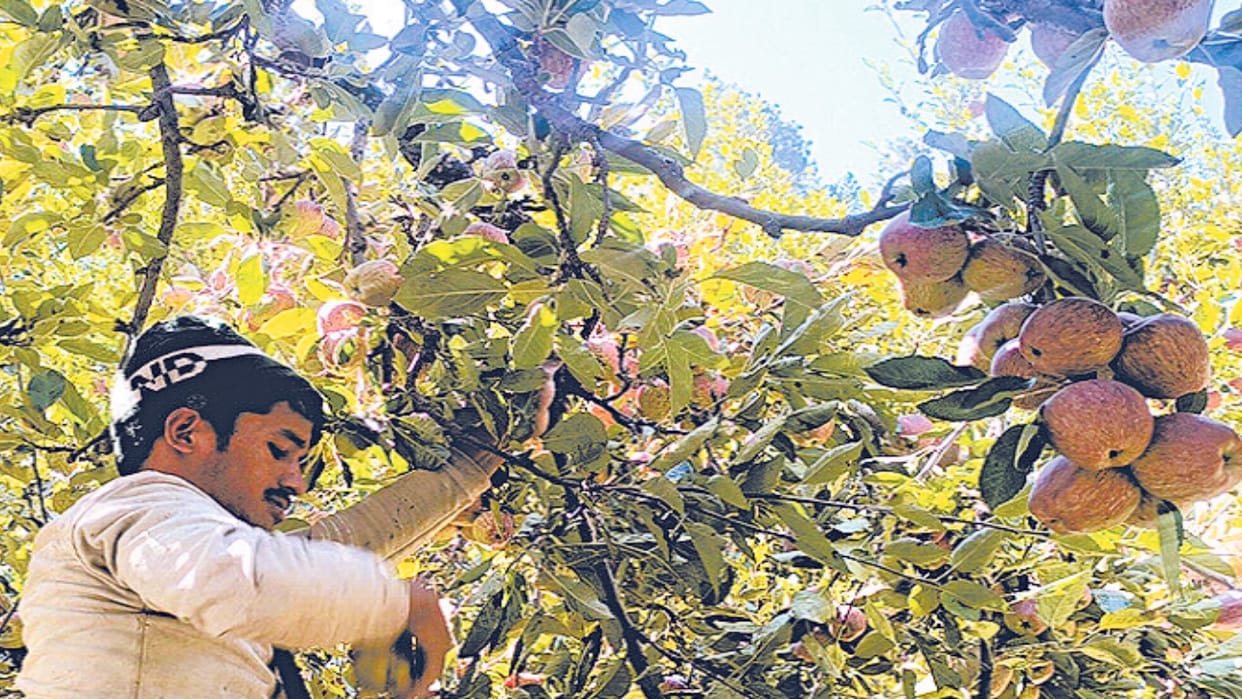 Horticulture: Himachal's Kinnauri apples are popular across the country, gardeners are getting good prices.
