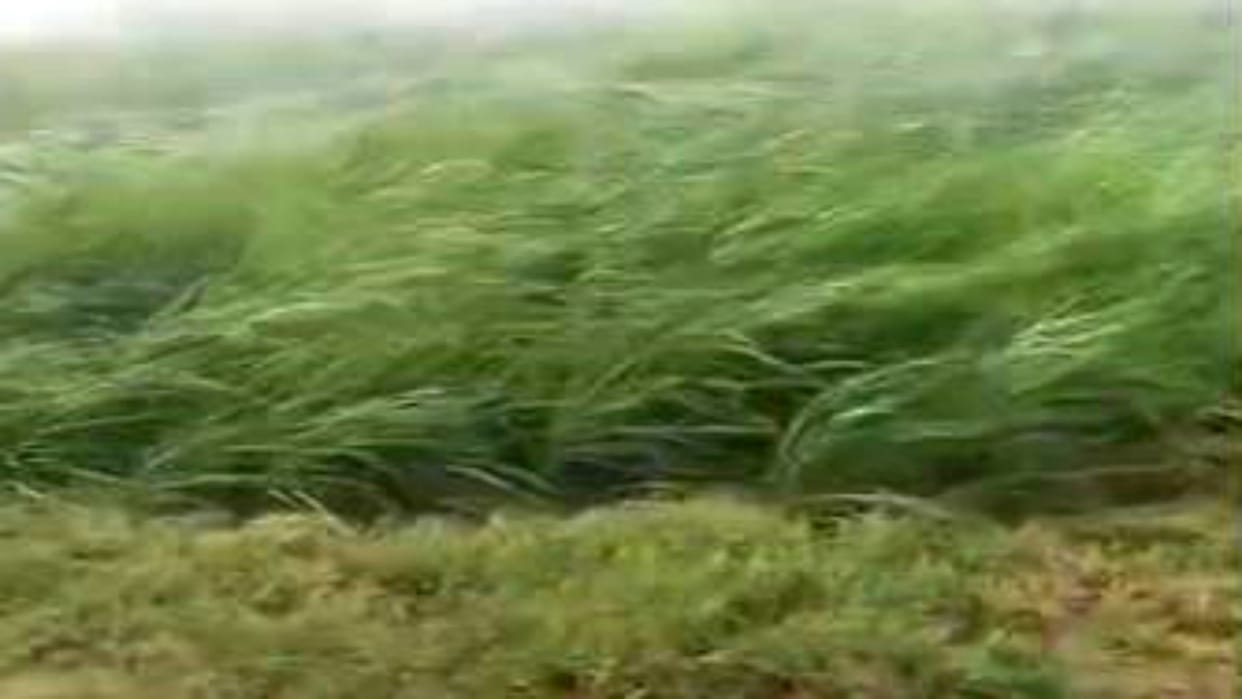 Rajasthan Weather Update: Stormy rains damage crops, streets submerged amid waterlogging