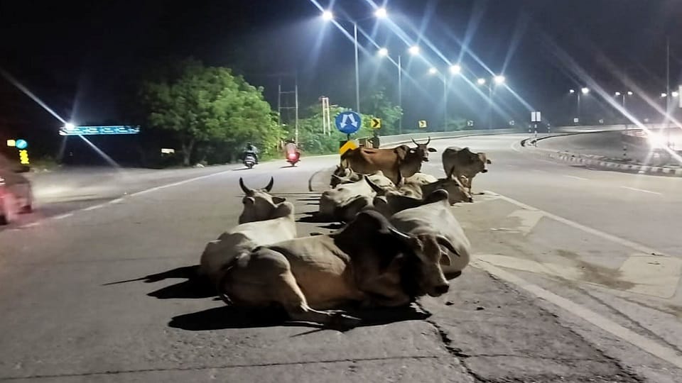 Stray animals terrorize the streets in rudrapur