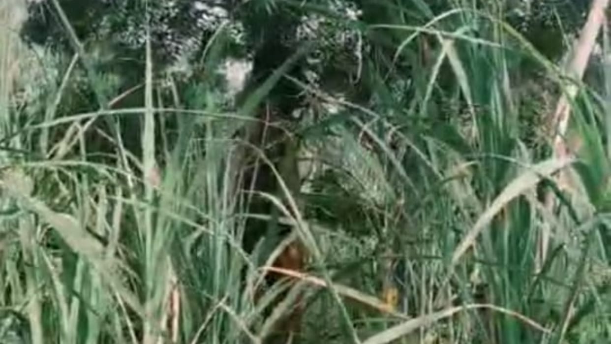 youth and teen girl found hanging from tree in Faridpur Bareilly