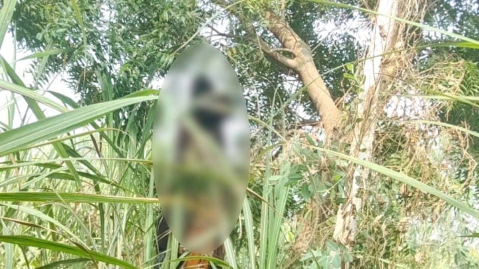 UP News Couple hanged themselves from rope dying by clinging to each other teenager family filed case bareilly