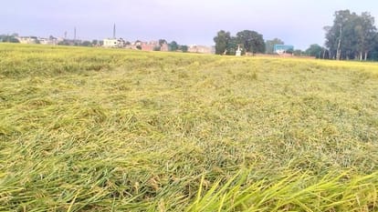 Rain and storm alert issued in 12 districts of Punjab weather today