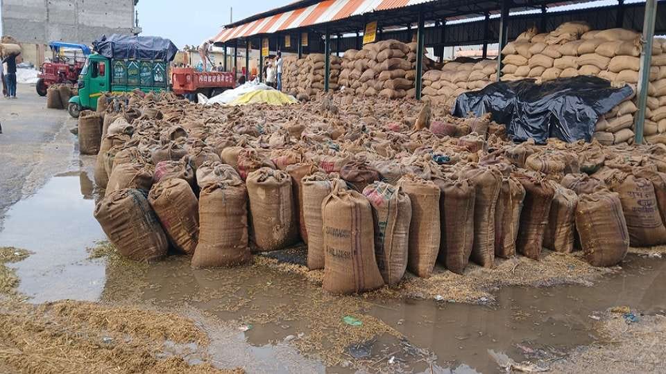 Rice situation in Aligarh Mandi