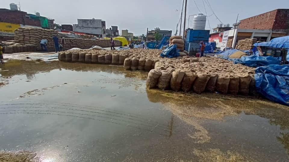 Haryana Weather Forecast Crops Damaged due to Heavy Rainfall IMD Alert for Rain News in Hindi