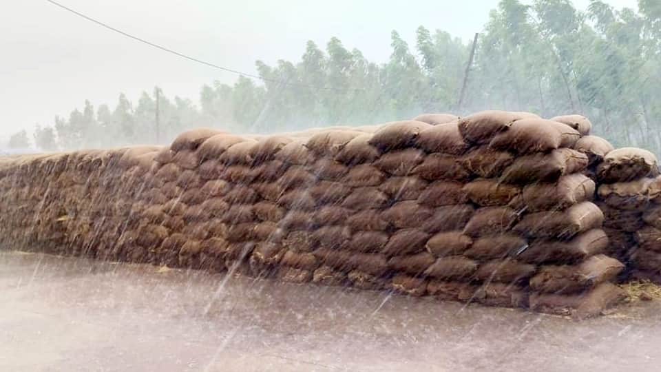 Haryana Weather Forecast Crops Damaged due to Heavy Rainfall IMD Alert for Rain News in Hindi