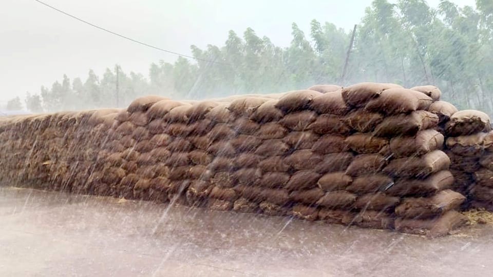 Haryana Weather Forecast Crops Damaged due to Heavy Rainfall IMD Alert for Rain News in Hindi