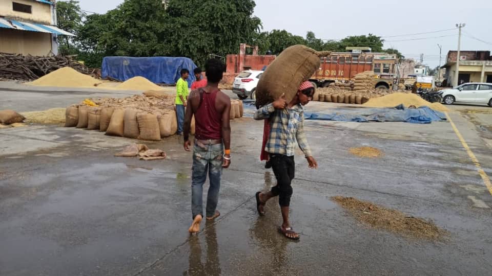 Haryana Weather Forecast Crops Damaged due to Heavy Rainfall IMD Alert for Rain News in Hindi