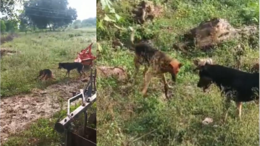 loyal dog died fighting cobra in Mirzapur