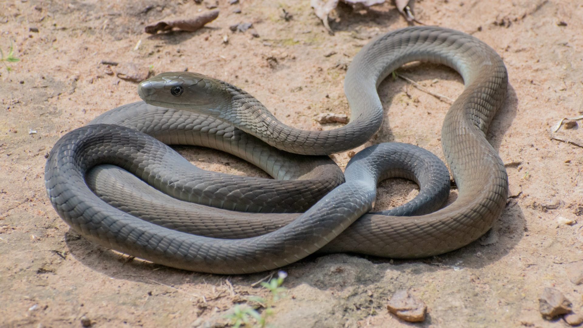 सांप (प्रतीकात्मक फोटो)