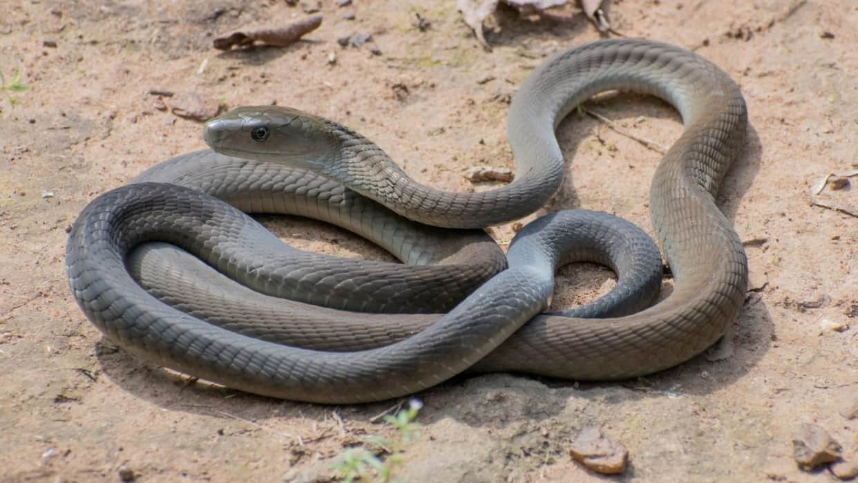 Baghpat: A snake continues to target a young man from Binauli; bitten for the third time in four months