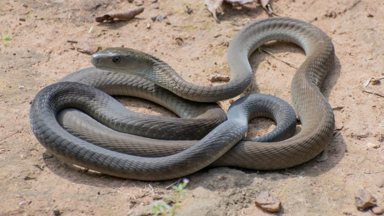 WII test will reveal snake venom Dehradun Uttarakhand news in hindi