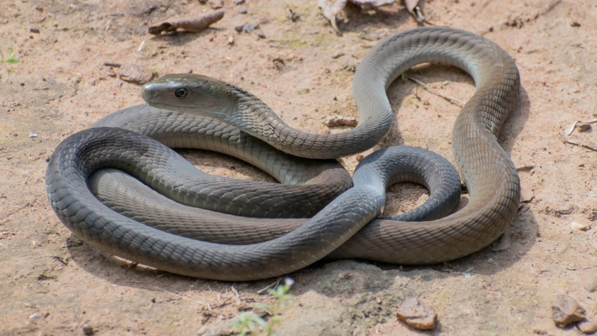 Where Do Snakes Go in Winter Sleep During Day or Night Surprising Question Answers