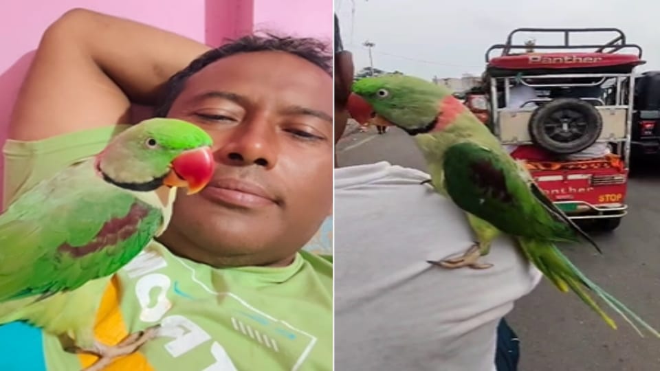 Missing Parrot Kittu in Meerut: rs10,000 Reward Announced for Finder
