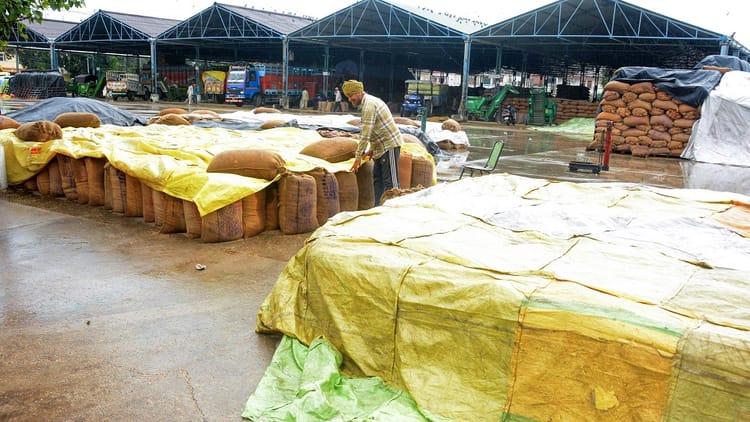 Punjab: पंजाब में बारिश… मंडियों में धान भीगा, किसानों की मुश्किलें बढ़ीं; आज के लिए 12 जिलों में यलो अलर्ट