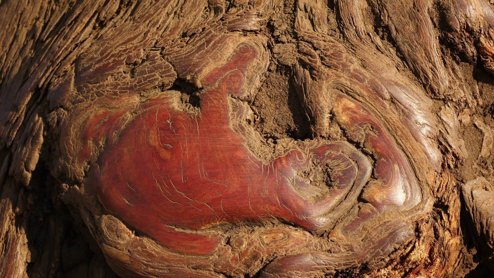 Tree That Bleeds Like Humans When Cut Know Mystery Behind Magical Plant Facts Explained