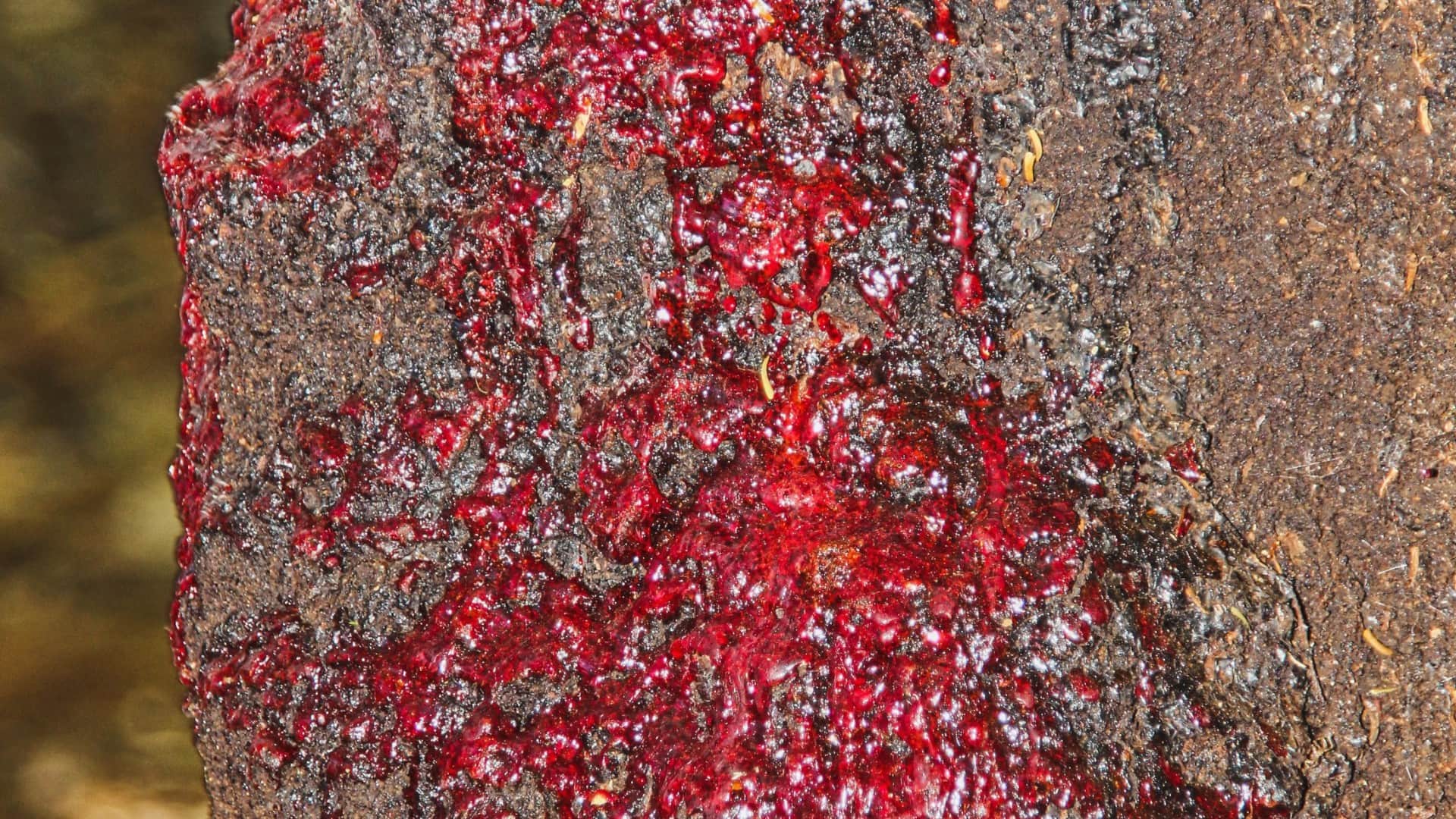 Tree That Bleeds Like Humans When Cut Know Mystery Behind Magical Plant Facts Explained