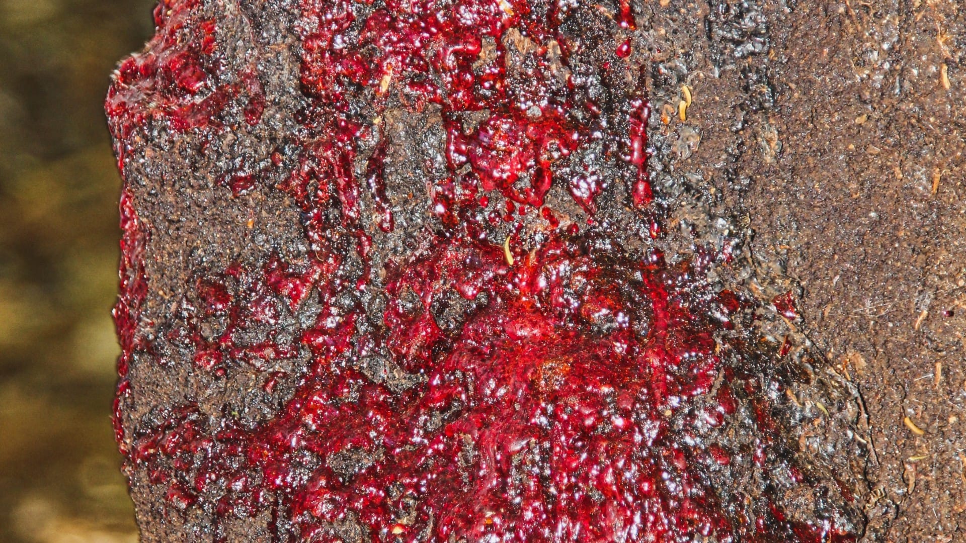 Tree That Bleeds Like Humans When Cut Know Mystery Behind Magical Plant Facts Explained