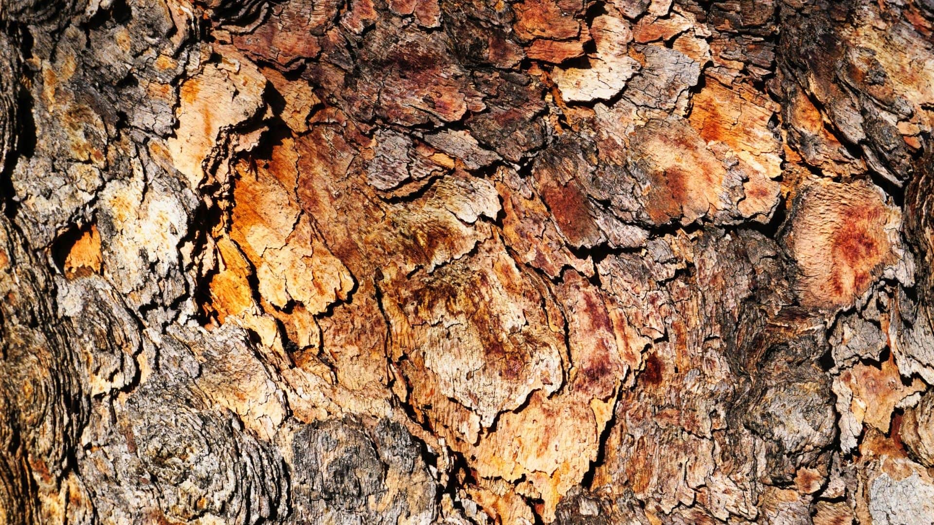 Tree That Bleeds Like Humans When Cut Know Mystery Behind Magical Plant Facts Explained