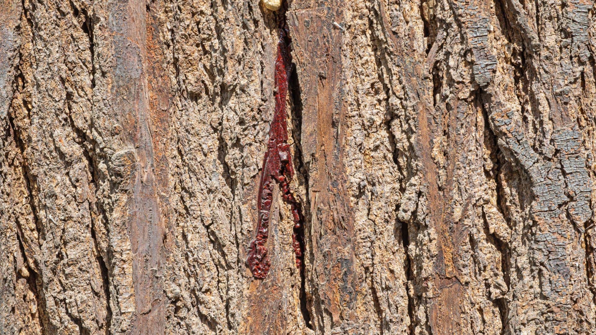 Tree That Bleeds Like Humans When Cut Know Mystery Behind Magical Plant Facts Explained