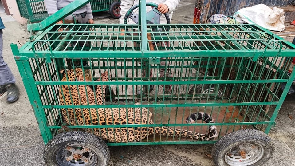 Leopard entered the bathroom of the house in almora