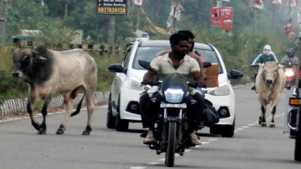 Baghpat: The bull attacked the bus driver, inserted its horns into his stomach, died painfully in the hospital