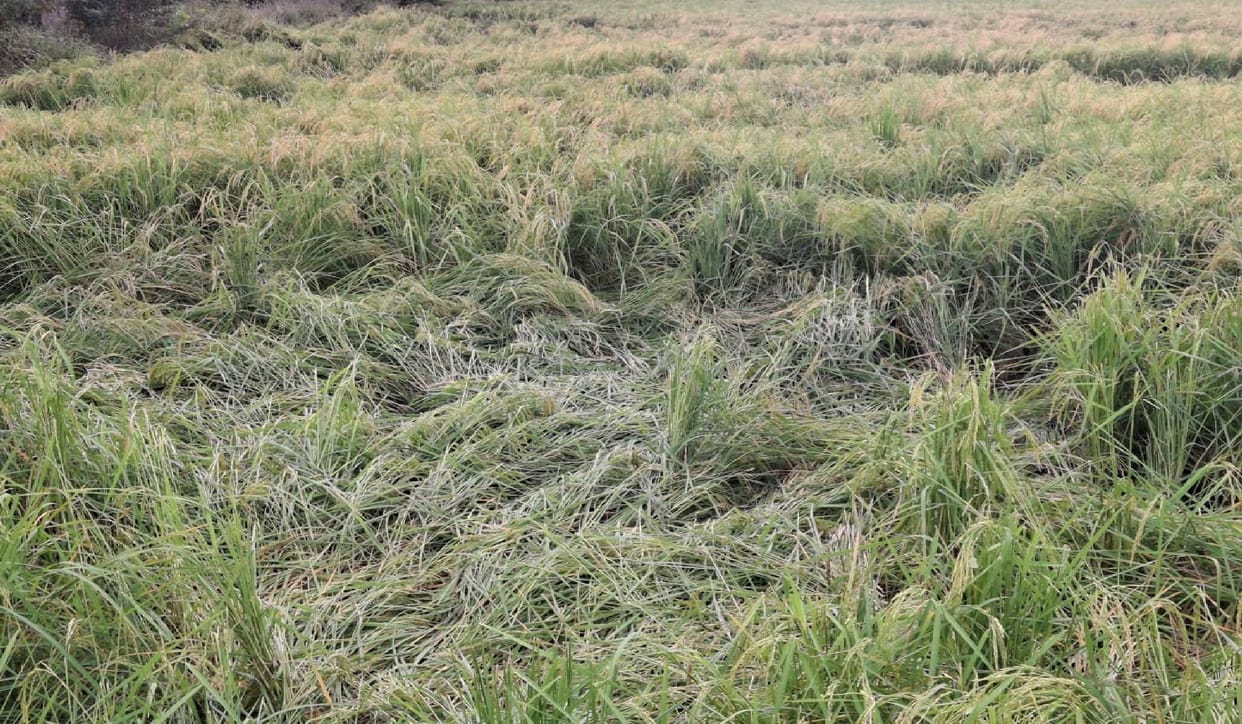Unseasonal rains have increased worries of farmers
