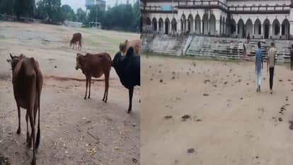 Kanker historic Narhardev playground become a cowshed, players and citizens are upset