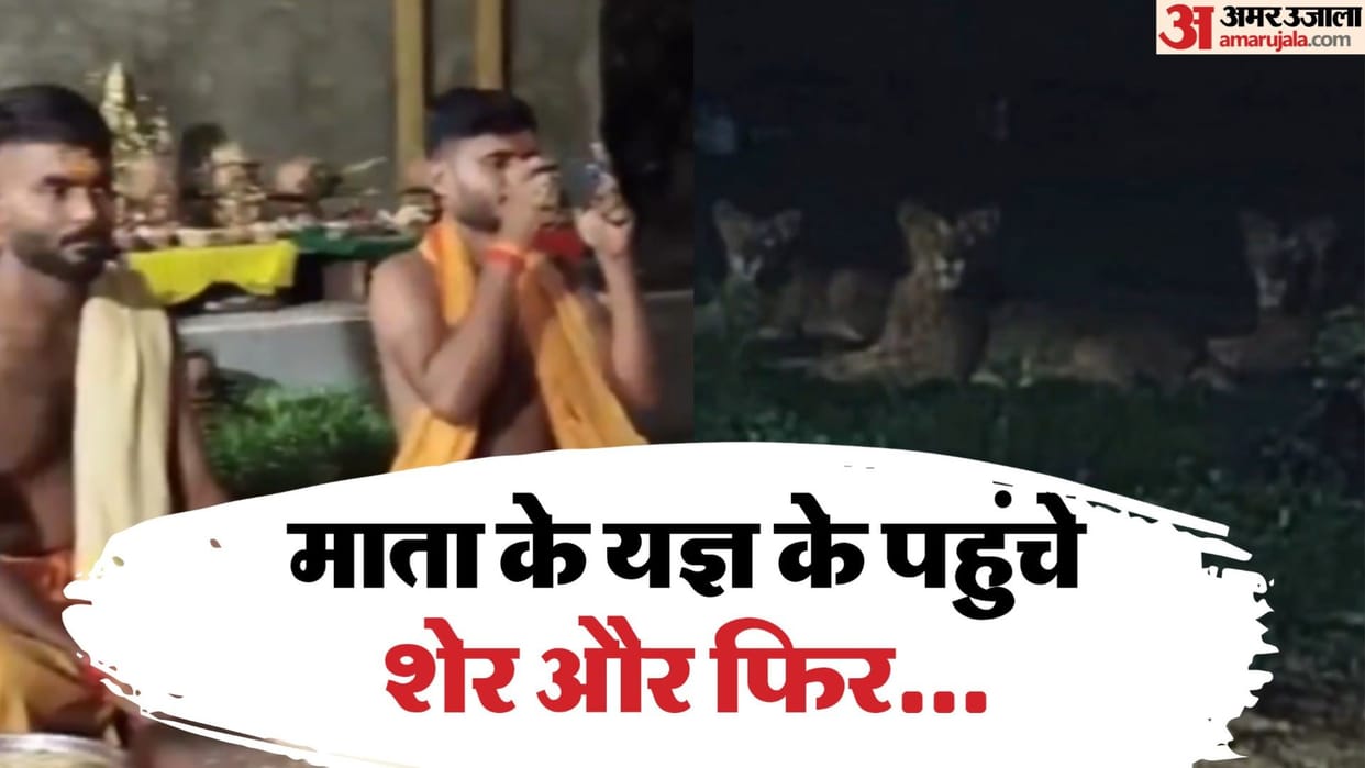 lions viral video in girnar gujarat junagadh havan sher ka video