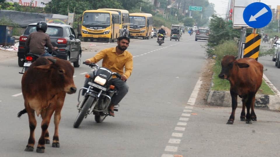 Baghpat: The bull attacked the bus driver, inserted its horns into his stomach, died painfully in the hospital