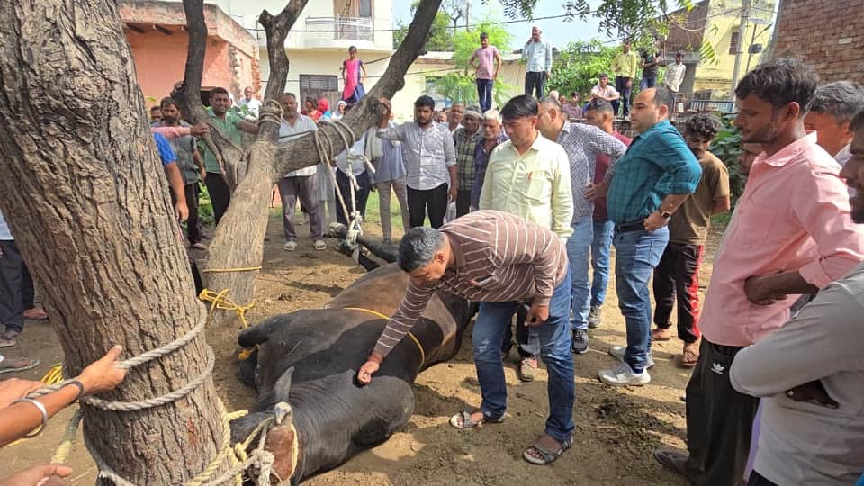 Baghpat: The bull attacked the bus driver, inserted its horns into his stomach, died painfully in the hospital