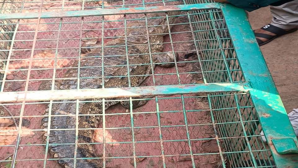 तालाब में मिला पांच फीट का मगरमच्छ