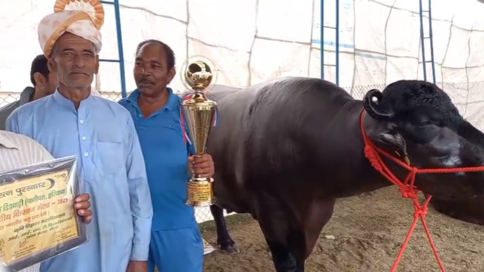 Murrah Buffalo Vidhayak  Steals the Show at Meerut Farmers Fair, Loves Watching TV and Staying in AC Room