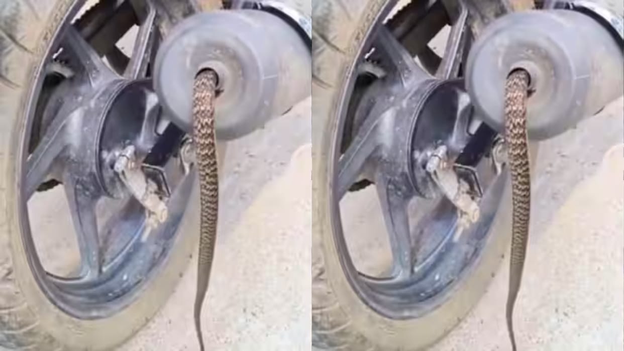 A bike was parked on the road and a poisonous snake was seen entering the silencer Video goes Viral