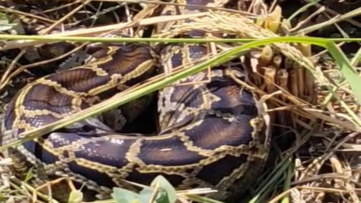 python reached the paddy field farmers shocked in Lakhimpur kheri