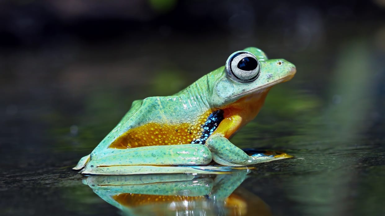 Woman swallowed 8 live frogs for back pain her condition worsened and what happened next created a sensation